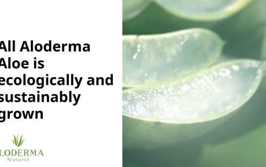 Introducing Pure Aloe Vera Gel by ALODERMA - Made with 99% Organic Aloe within 12 Hours of Harvest